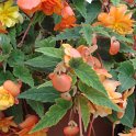 Begonia tuberhybrida 'Illumination abricot'